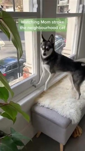 Dramatic Mini Huskies Freak Out When Mom Pets the Neighbor’s Cat 😡