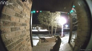 30K views · 700 reactions | While it’s known for this area to have mountain lions, this was the first time Nikki and her family got to see them this close. They were home when they got the notification, and stayed safely inside while the two mountain lions made their way through the front yard. | Ring | Facebook