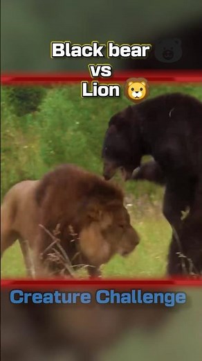 LION vs BLACK BEAR fight #shorts #animals #wildlife