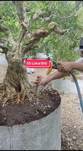 Bonsai Saeng Simbur Big Size #bonsaiart #bonsaiart #bonsaitree #bonsaiindonesia #ppbi #lombok #bonsai #lombokvirall🌴🌴 #fypシ゚viral #hutan #pohon #bonsaisaengsimbur #saengsimbur