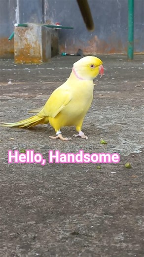 Yellow Parrot #nature #wildlife #yellow