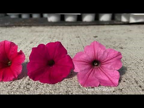 What are the Differences in the Vista Supertunias