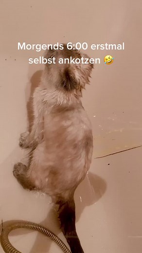 Understanding Cat Vomiting: Causes and Solutions