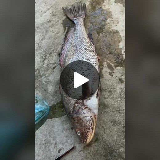 fish#maw