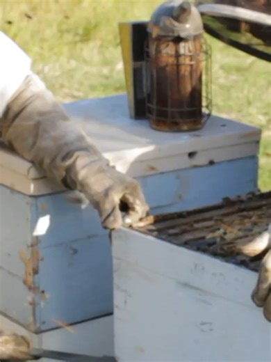 Discover the Benefits of the Flow Hive for Beekeepers