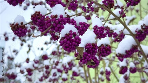 Callicarpa bodinieri ( beautyberry Lamiaceae or Bodinier's beauty berry, American beautyberry, Callicarpa americana) ) purple berries in winter