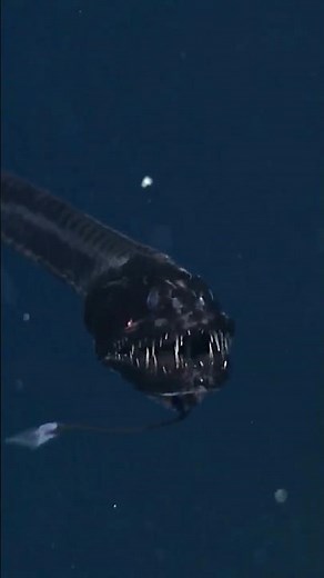 This Fish Looks Like Real-Life Venom 😳👽