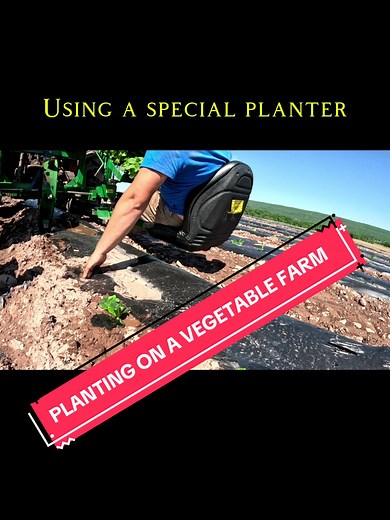 Planting some veggies using a unique machine! #farming #food #fyp #theveggieboys