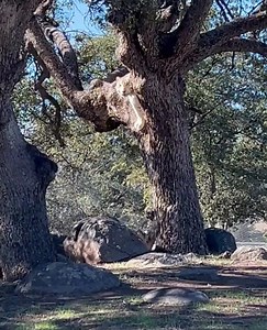 Did you know that tigers could climb trees? Nola the #rescued white tiger loves to take a wild adventure up one of the dozens of large oak trees that tower over San Diego's Lions Tigers & Bears’ Linking Love habitat. 🐯❤️ She is an excellent tree climber and can often be seen greeting the guests of the ranch from high above.🌳 Was this your first time seeing a tiger in a tree? | Lions Tigers & Bears