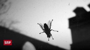 Insekten in der Wohnung - Fliegen, Motten, Mücken: So werden Sie unerwünschte Gäste los