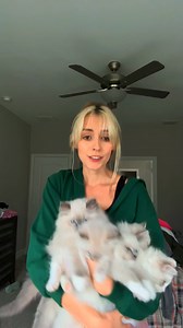 Top 3 Most Affectionate Cat Breeds #cat #catlover | Iyanu Olaniyi