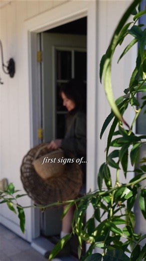 First Signs of Spring 🍋🌼🐝 #spring