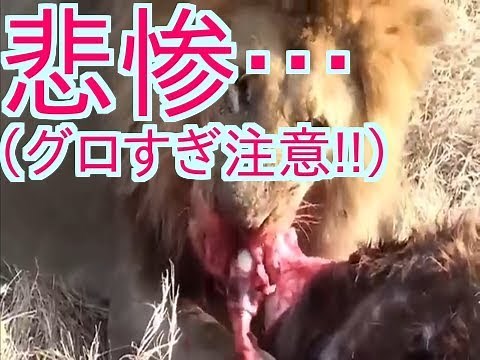 悲惨…バッファローの子供は生きたまま骨をむき出しにされ捕食される