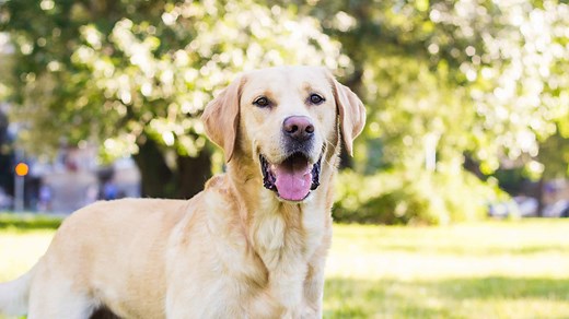 Labrador Retriever Progression: Growth Chart, Milestones, and Training Tips