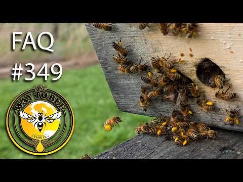 Backyard Beekeeping Q&A 349 April 3rd 2026