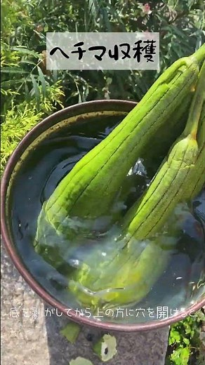 ヘチマ収穫ヘチマスポンジ作り