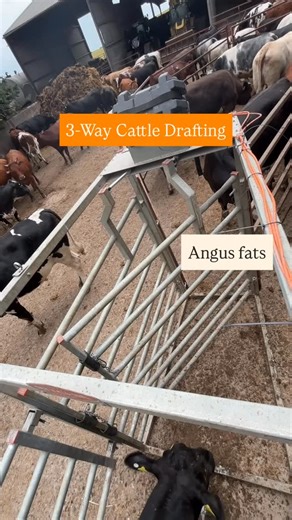 48 reactions | Look no hands  Sorting Cattle with the Ritchie...