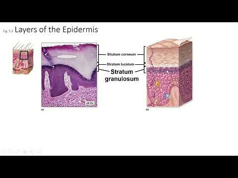 Ch5 Pt3, Integumentary System, Strata spinosum, granulosum, lucidum