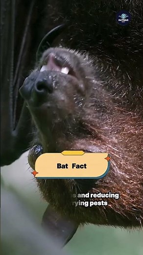 Bat Facts That Will Amaze You 🦇🌙 || #batfacts #wildlife ‪@FactwaveDaily01‬