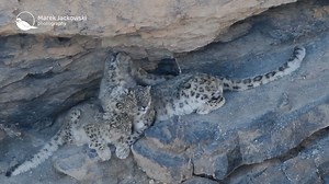 26K views · 814 reactions | Ghosts of the mountains Snow leopard family - Tibet #MarekJackowski #SnowLeopard #Leopard #BigCat #Tibet #Wild #WildlifePhotography #Nature | Marek Jackowski Photography | Facebook