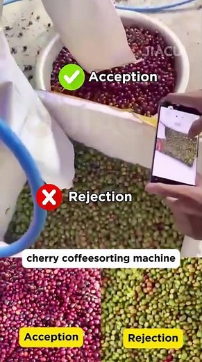 How Does This Machine Pick the Best Coffee Cherries?