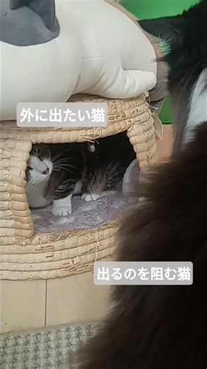 力ずくで守る猫⁉️ そんなの要らない激怒猫😾 #cat #猫のいる暮らし #猫