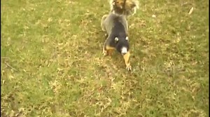 Massive squirrel spotted on Florida golf course