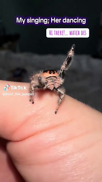 Jumping Spider Dance: A Funny Animal Moment
