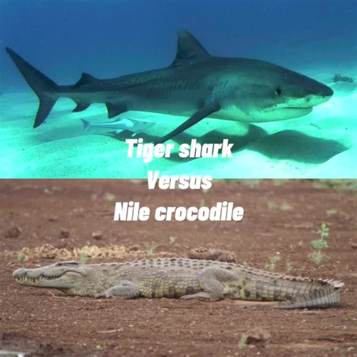Nile Crocodile vs Bull Shark: Epic Showdown!