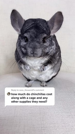 Chinchilla Cost and Facts: Exploring Prices and More!