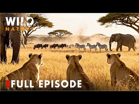 Ultimate Predators: Secrets of the Mysterious Serengeti | FULL EPISODE | Nature Animal Documentary