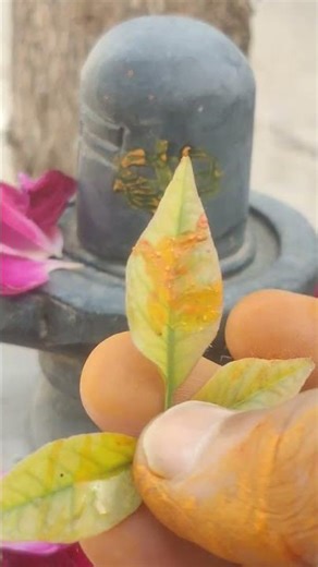 The shop is not running #trending #viral #shorts #shortsfeed