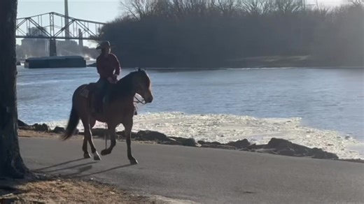 🤎LOT # 9 JASMINE🤎 ▪️2020 IDSHR Buckskin Mare offered by Jones Family & Versatility Horses 🎥Watch her full sale video at the link below⬇️⬇️ https://www.premierhorsesales.com/jasmine/ 🌀She sells March 28 & 29 at the 2025 Ride the Wave Premier Horse Sale! | Premier Horse Sales