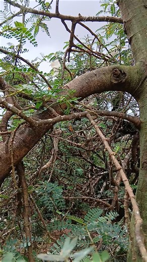 Big trees that harbour numerous birds #birds #birdsong #birdsounds #birdhome #nature#birdtalk#nature