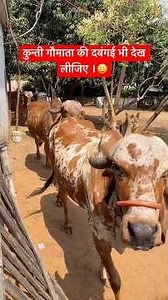 Also see the dominance of Kunti, the cow. Beautiful Gir Cows in Jharkhand #cow