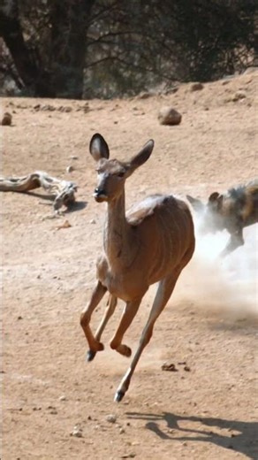 African wild dogs chasing down kudu #wilddogs #wildlife #shorts