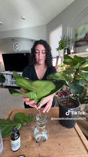 How to Propagate a Fiddle Leaf Fig for Fuller Growth