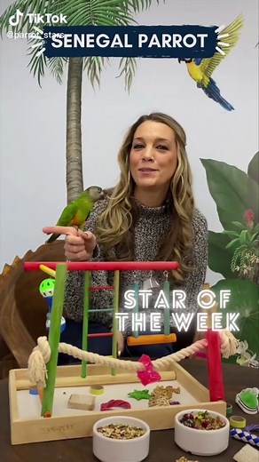 Parrot Stars on TikTok
