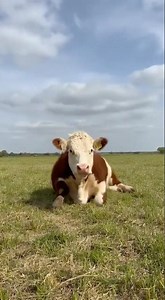 Gentle Giant Watch This Massive Hereford Cow Slowly Sit Down! 😌🐮