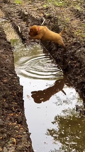 51K views · 729 reactions | We collected 90 minutes of hilarious puppy videos for you!!  #Funny #Puppy #Dog | Try Not to Laugh | Facebook