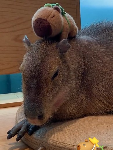 Luckybud-Capybara on TikTok