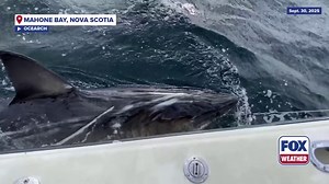 OCEARCH tags white shark 'Ripple' off coast of Nova Scotia