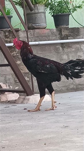 NK Aseel sandai seval#seval #sandaikozhi #fighting #rooster #shortsfeed #viralshort #roosters 🐣