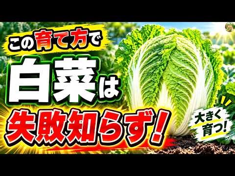 【家庭菜園】プロが教える白菜栽培の極意！大きく育つ追肥のタイミング