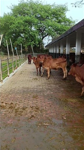 Modern Cattle Farm Management: High-Yield Livestock Farming 🐄🌐 #farmlife