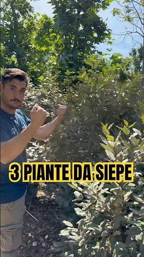 Hedge plants? These won't disappoint: Elaeagnus ebbingei and Viburnum lucida.