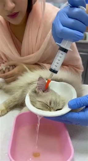 cat ear cleaning. #earwax #EarCleaning #earwaxremoval #VisualEarScoop #earwaxremovaltool