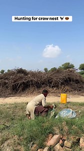 Hunting for crow nest 🐦‍⬛🪹 #crow #eggs #nest #farming #hunting | Farmer hunter