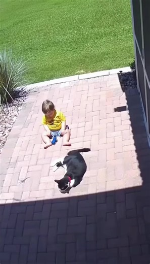 HERO Cat Charges Alligator to Save a Toddler | SHOCKING Footage | Stories Unbelievable