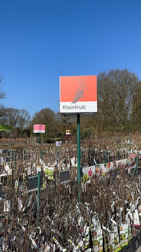 Nu kleinfruit of een fruitboom planten, is helemaal geen vijgen na Pasen! 😉 Plant vandaag en geniet binnenkort van sappige bessen, vijgen en nog zo veel meer. Je vindt het allemaal bij ons en profiteert nog van mooie kortingen. Plan snel jouw bezoek in. | Genker plantencentrum